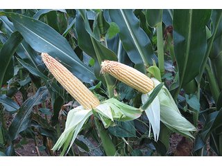 Tract 6 - OHIO REAL ESTATE AUCTION, 198+/- Acres offered in 6 Tracts